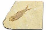 Detailed Fossil Fish (Knightia) - Wyoming #348051-1